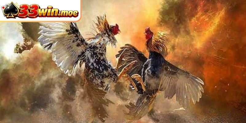 Tìm hiểu cơ bản về sảnh đá gà 33WIN là gì