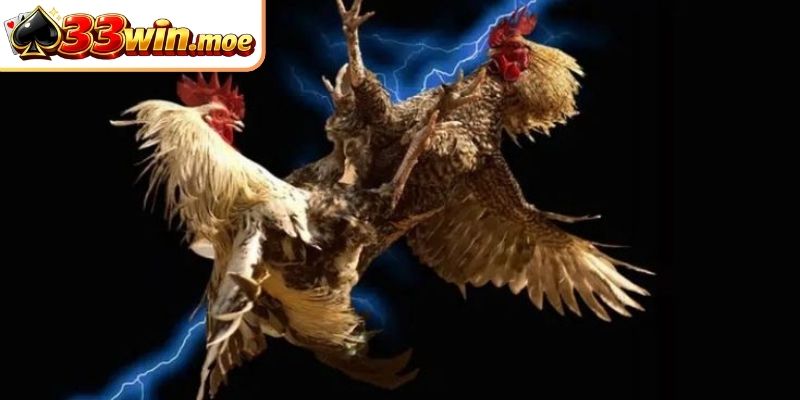Sự đặc biệt của sảnh đá gà 33WIN là như thế nào